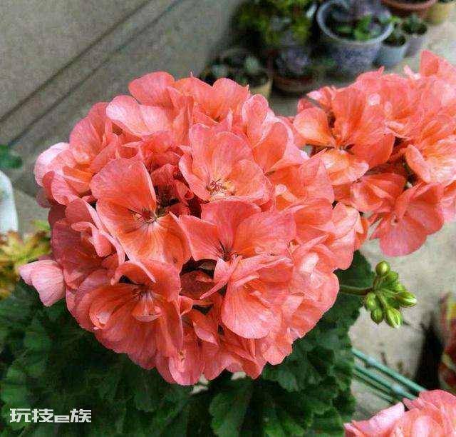 天竺葵哪个品种最勤花(天竺葵什么品种好养又勤花)-图片10